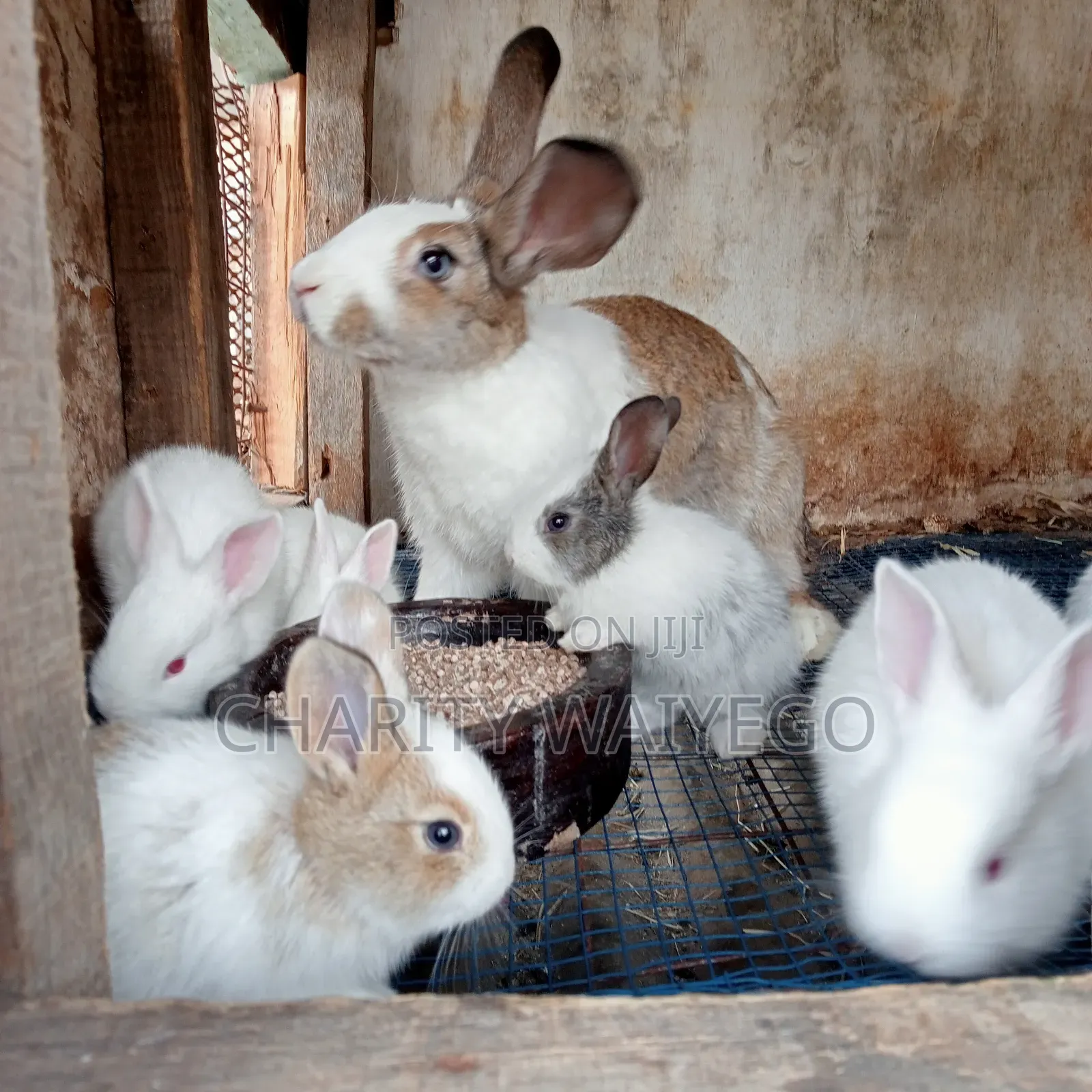 Quality Rabbits