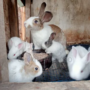 Quality Rabbits