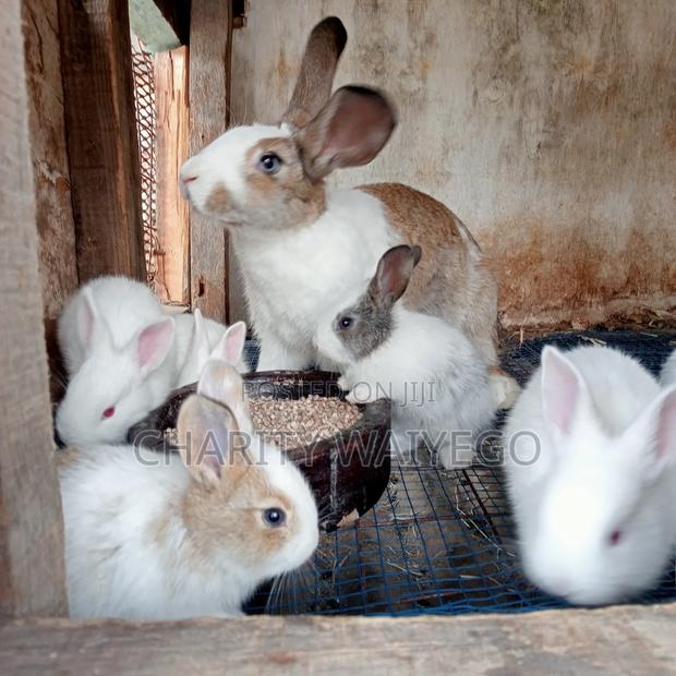 Quality Rabbits - thumbnail 4