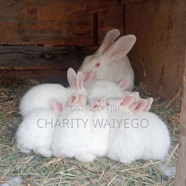 Quality Rabbits - thumbnail 5