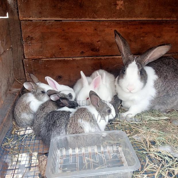 Quality Rabbits - thumbnail 6