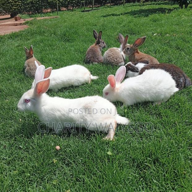 Quality Rabbits - thumbnail 7