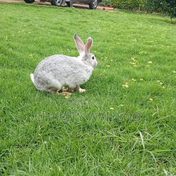 Quality Rabbits - thumbnail 8