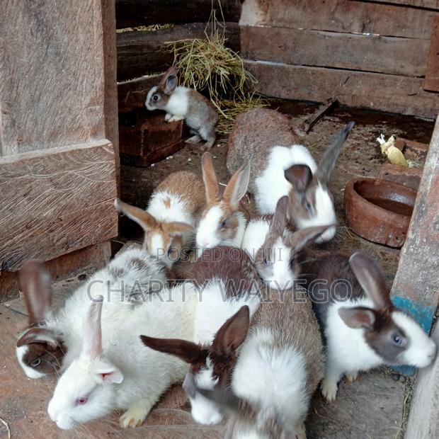 Quality Rabbits - thumbnail 9