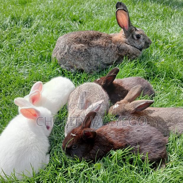 Quality Rabbits - thumbnail 3
