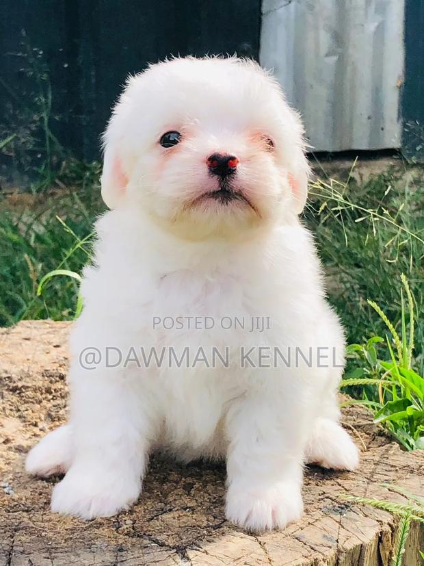 1-3 months Male Purebred Havanese - main view