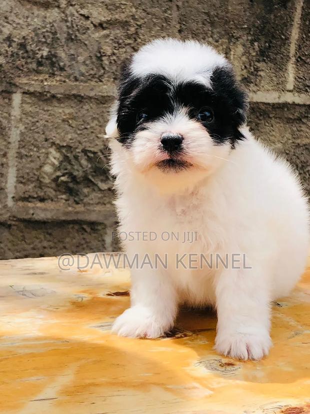 1-3 months Female Purebred Havanese - main view