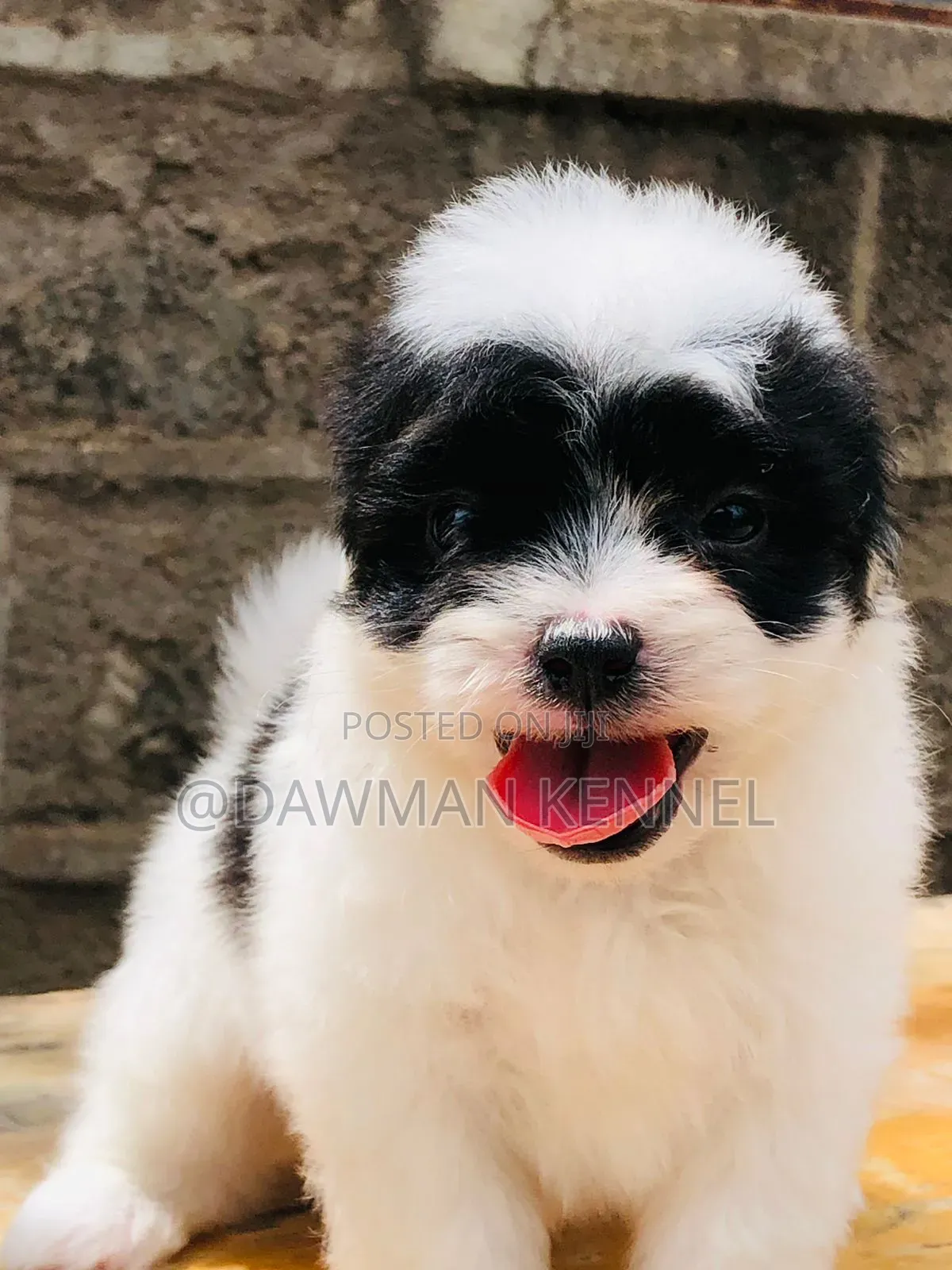 1-3 months Female Purebred Havanese