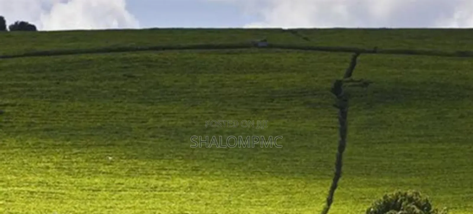 Tea Farms for Sale