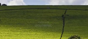 Tea Farms for Sale