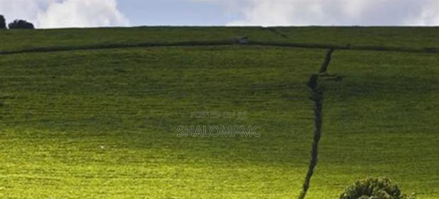 Tea Farms for Sale - thumbnail 2