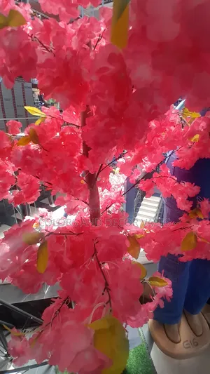 Pink Blossom Trees in Stock