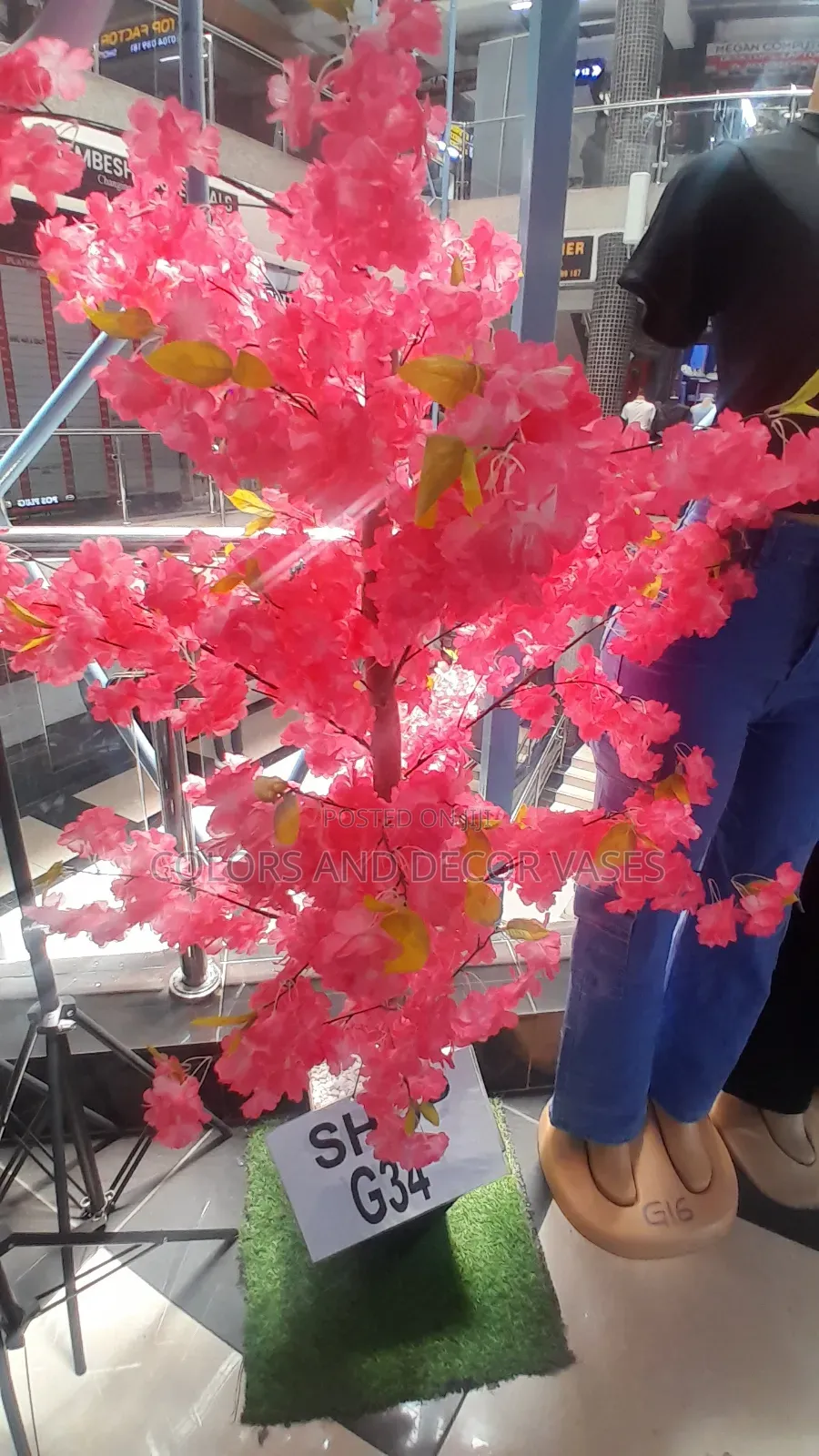 Pink Blossom Trees in Stock
