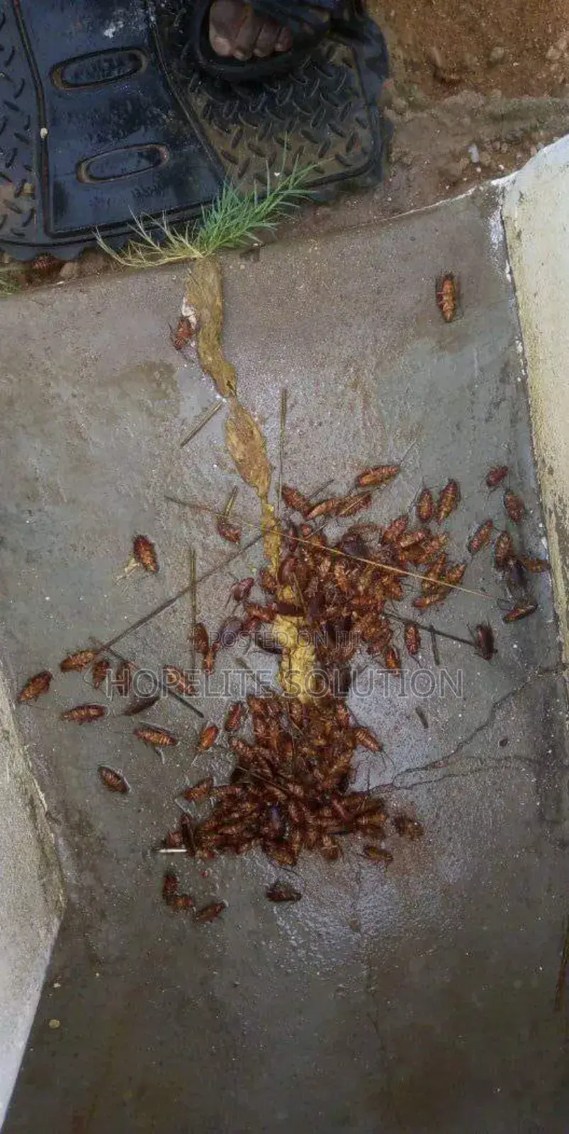 Reliable and Effective Pest Control Services