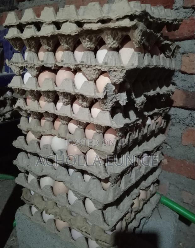 Improved Kienyeji Fertilized Eggs Available - thumbnail 4