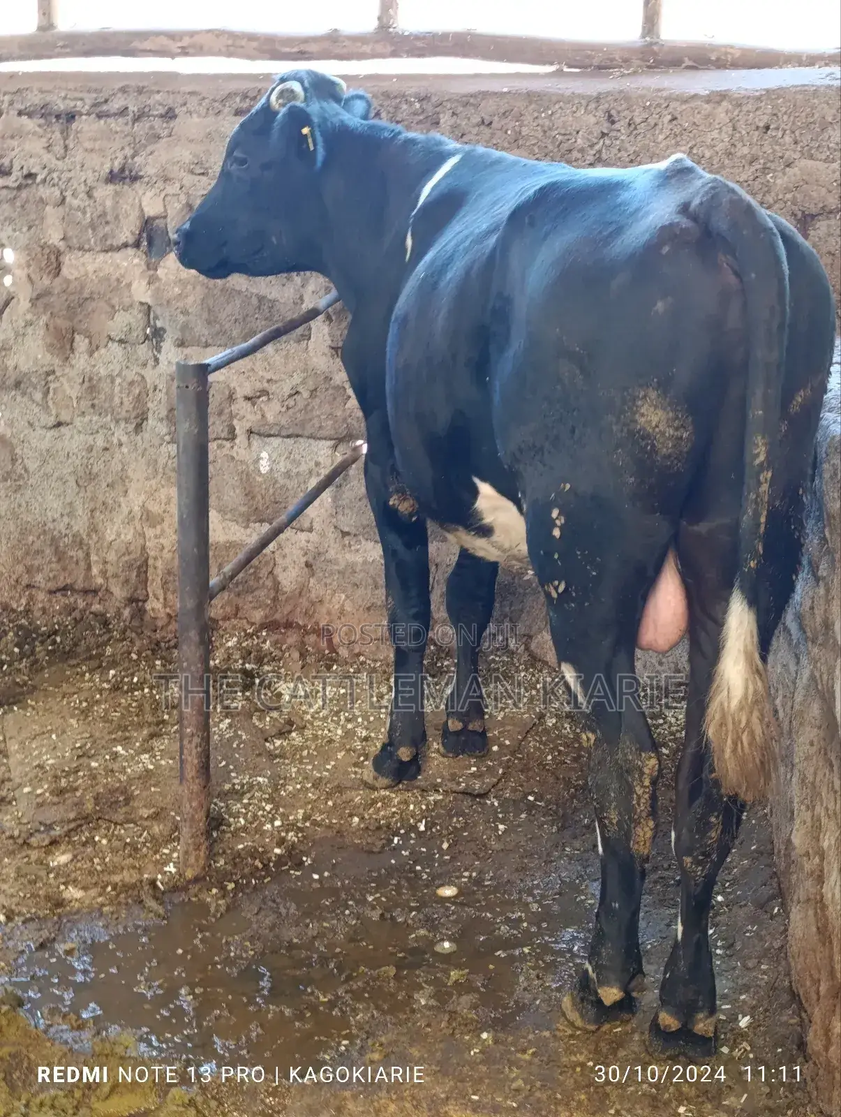 Girolando Bull