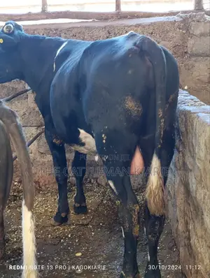 Girolando Bull