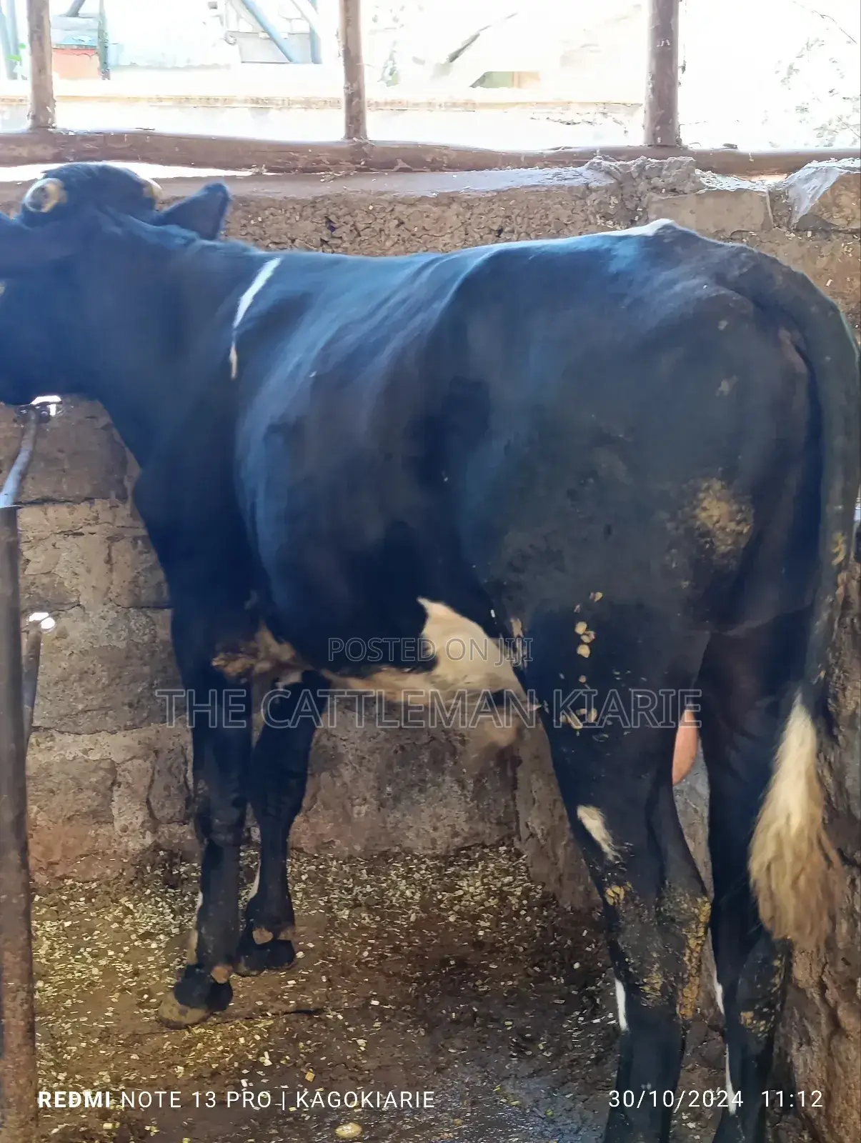 Girolando Bull