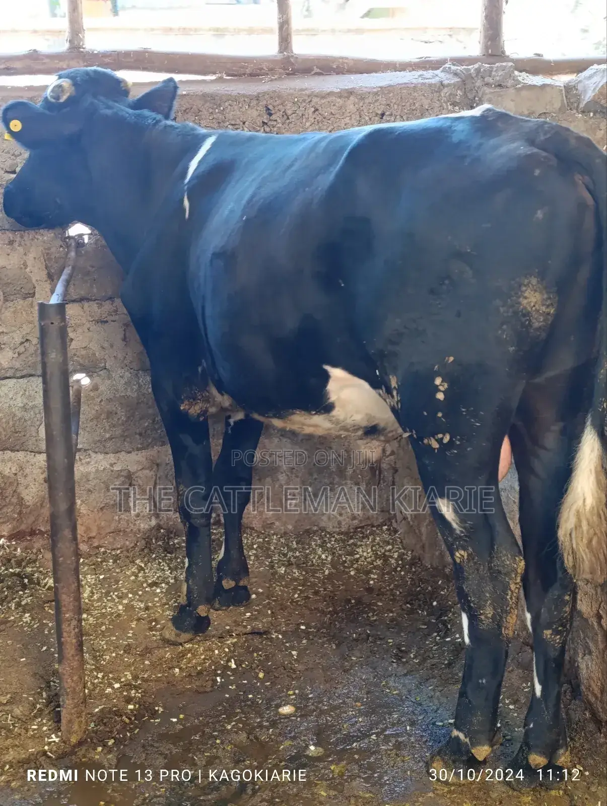 Girolando Bull