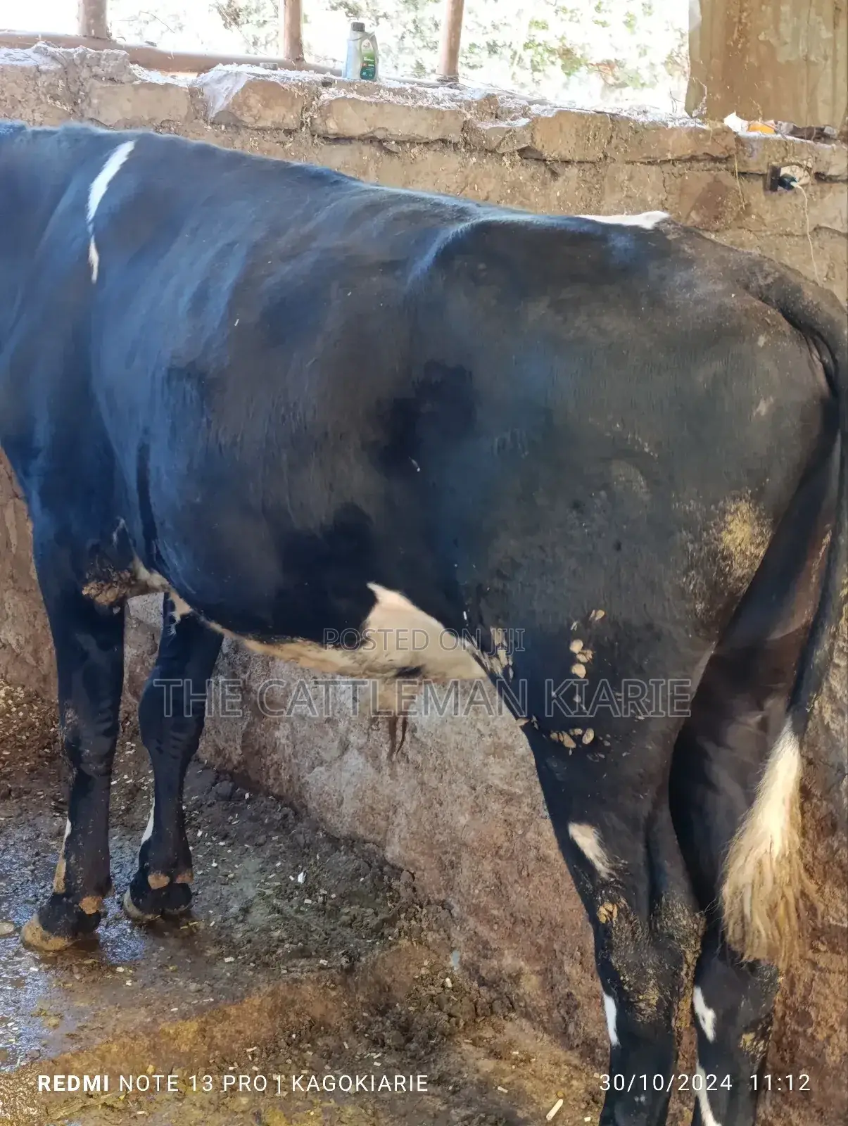 Girolando Bull