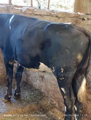 Girolando Bull