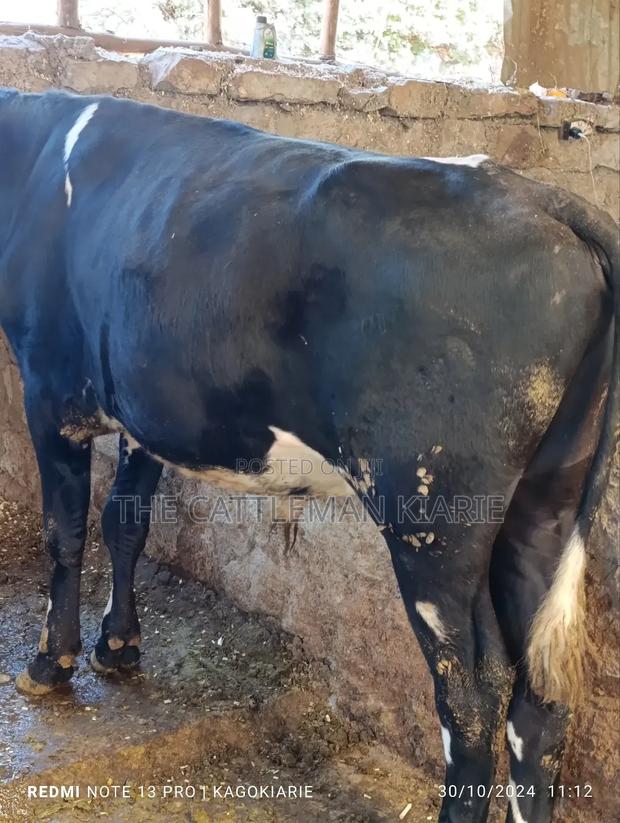 Girolando Bull - thumbnail 6