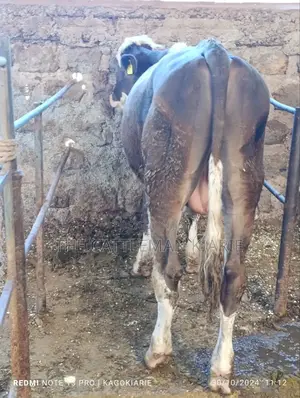 Fleckvieh Bulls
