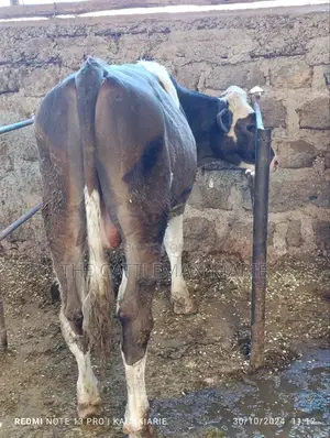 Fleckvieh Bulls