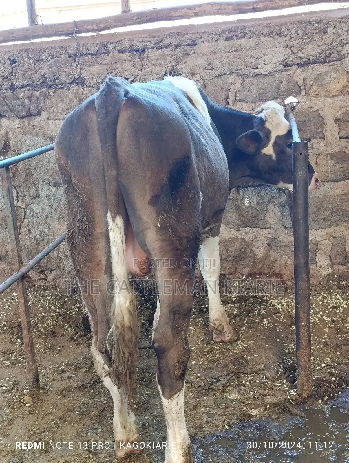 Fleckvieh Bulls
