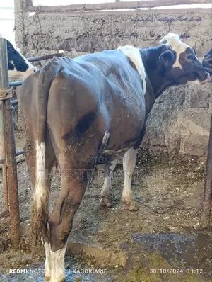 Fleckvieh Bulls