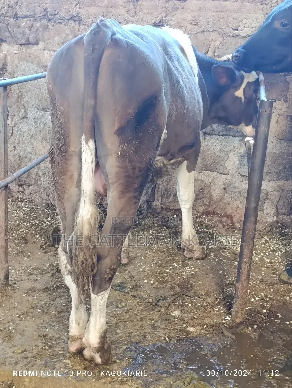Fleckvieh Bulls