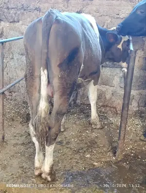 Fleckvieh Bulls