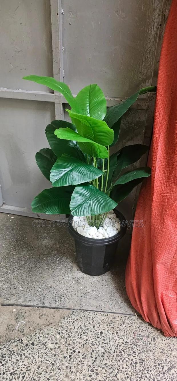 Banana Plant in a Black Plastic Vase