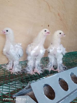 Top Quality Brahmas - thumbnail 2