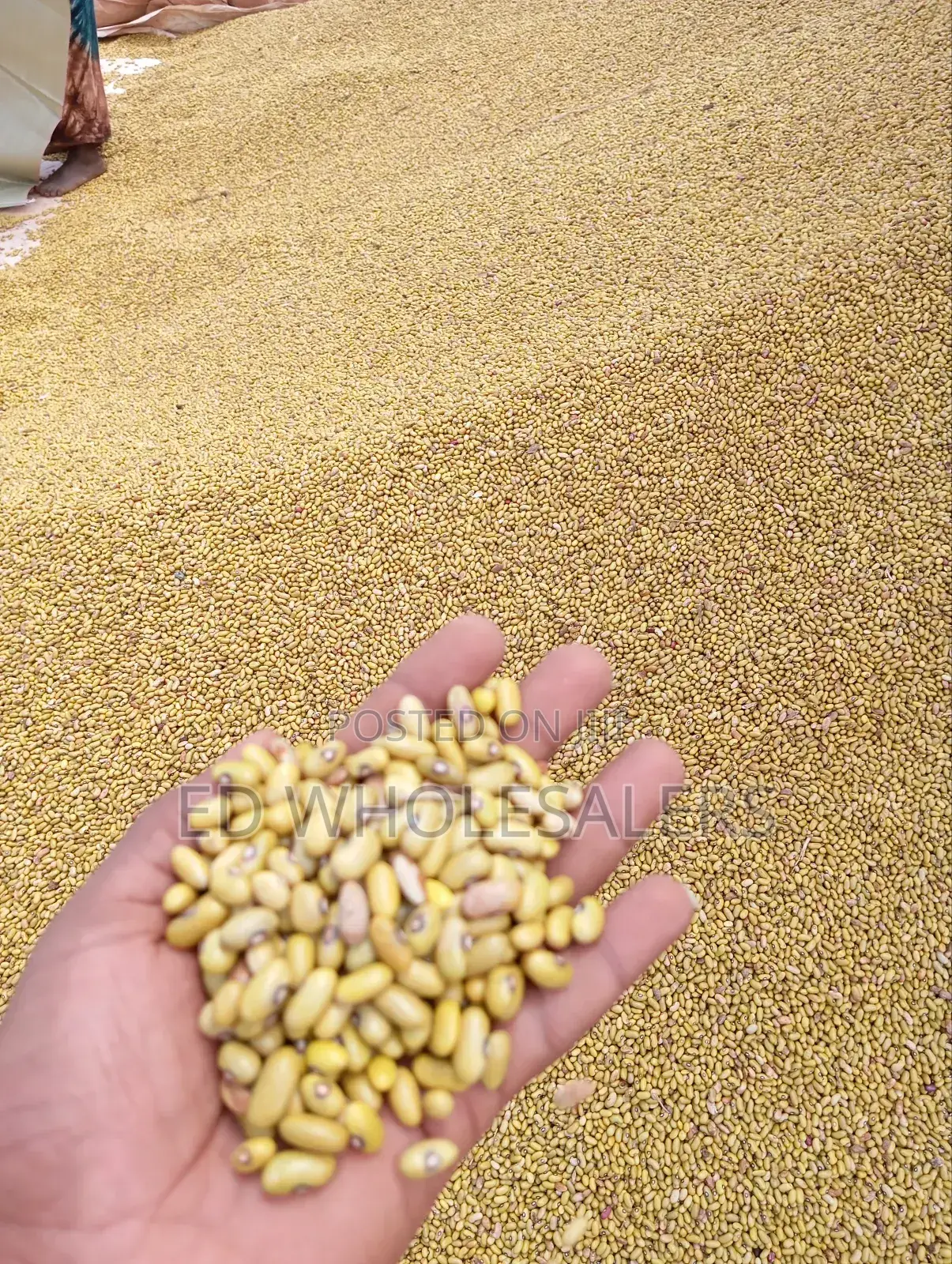 Yellow Beans