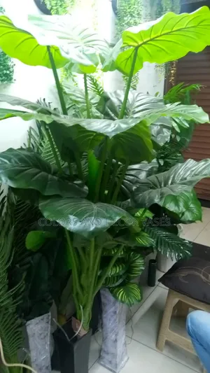 Beautiful Big Plant in Stock