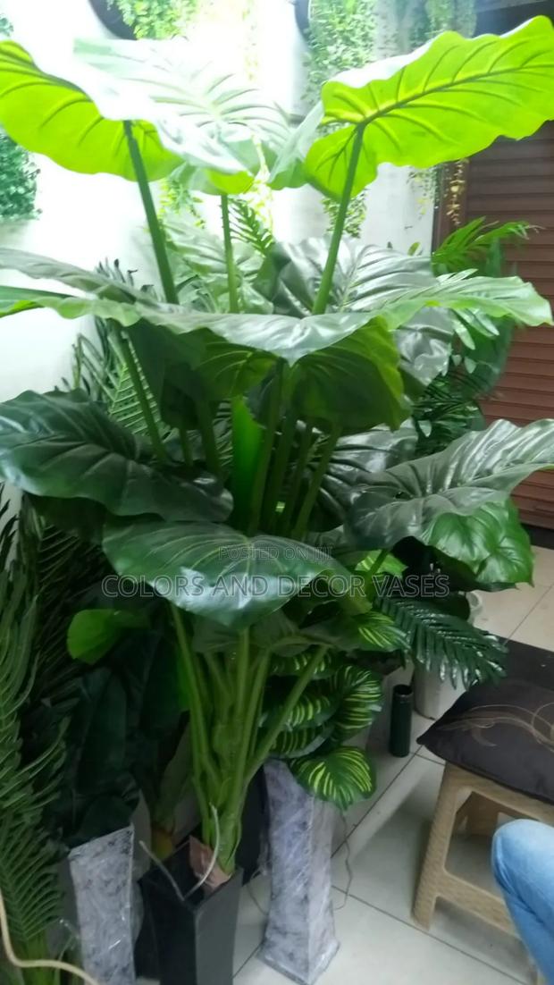 Beautiful Big Plant in Stock