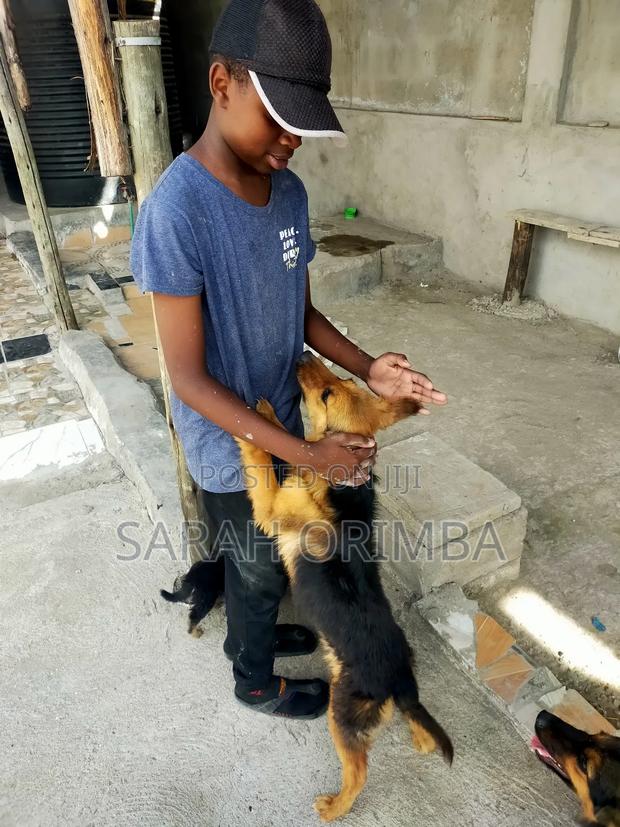 6-12 months Female Purebred German Shepherd - main view