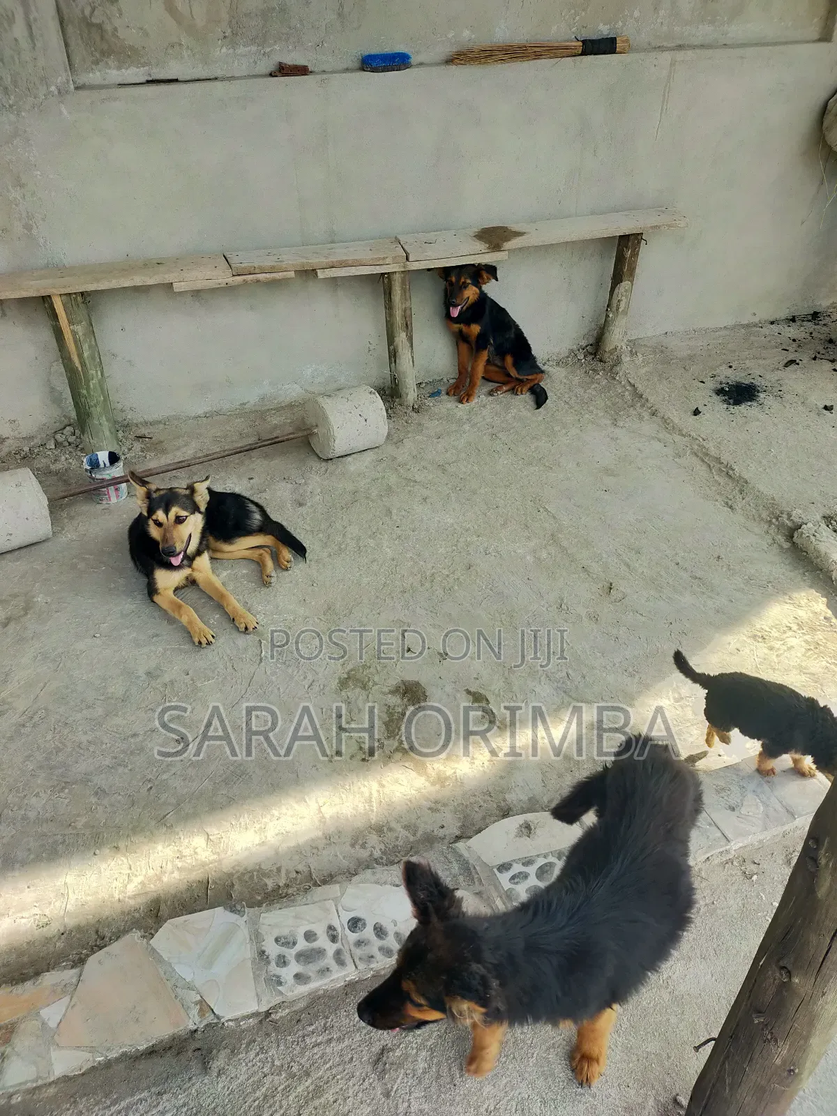 6-12 months Female Purebred German Shepherd