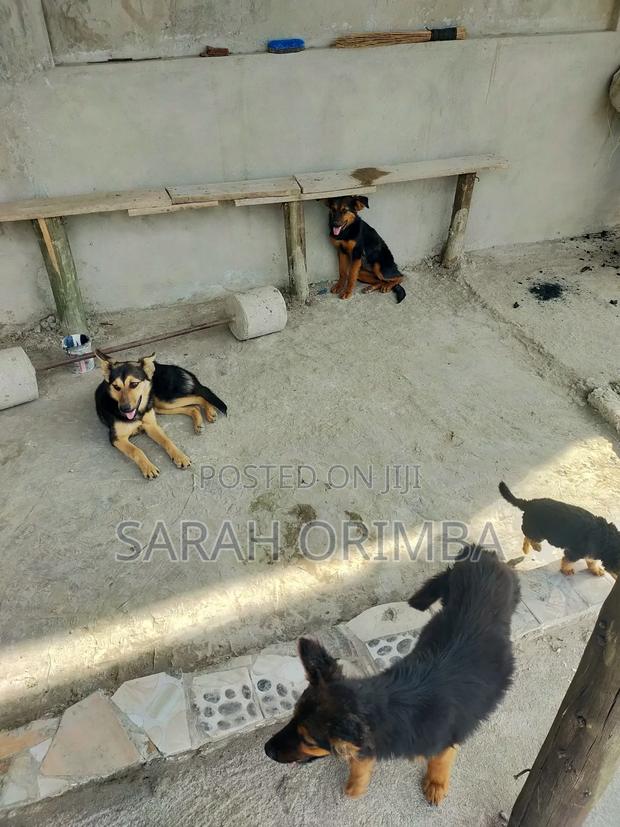 6-12 months Female Purebred German Shepherd - thumbnail 3