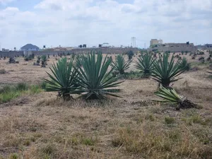 Jujafarm Plots