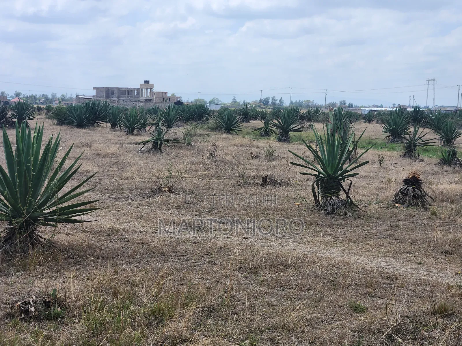 Jujafarm Plots