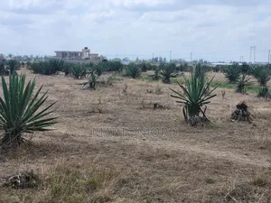 Jujafarm Plots