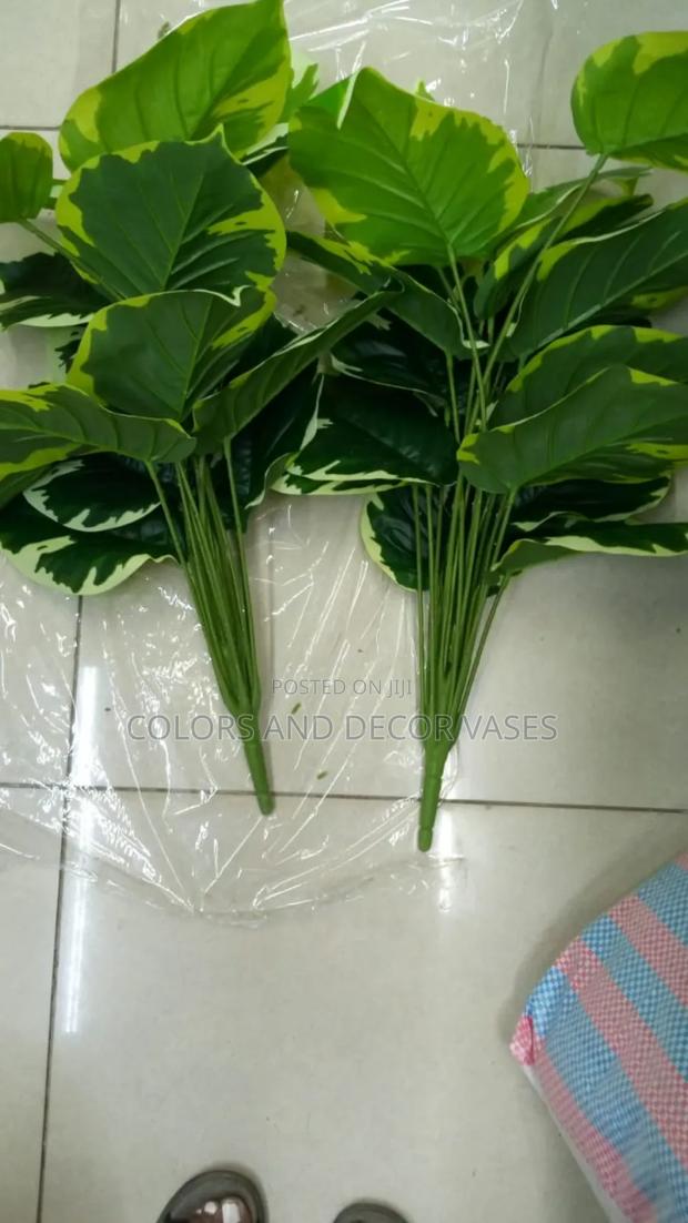 Plants 70cm Green Yellow in Stock