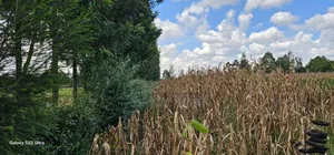 1⁄8 Plot for Sale in Soy Eldoret Off Navilas