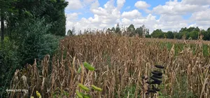 1⁄8 Plot for Sale in Soy Eldoret Off Navilas