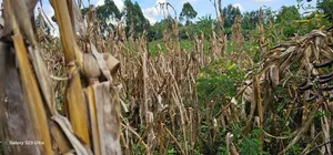1⁄8 Plot for Sale in Soy Eldoret Off Navilas