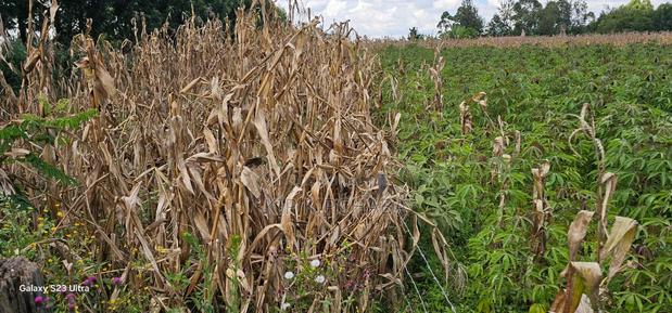 1⁄8 Plot for Sale in Soy Eldoret Off Navilas - thumbnail 7