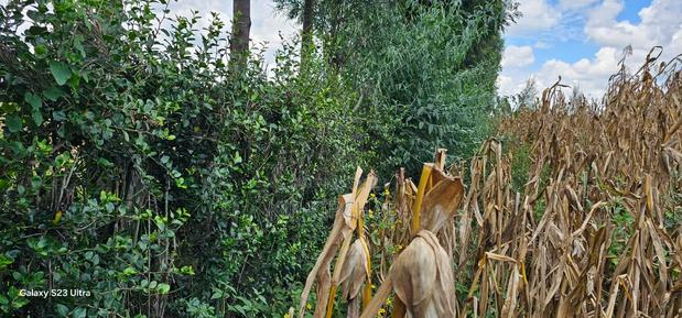 1⁄8 Plot for Sale in Soy Eldoret Off Navilas - thumbnail 8