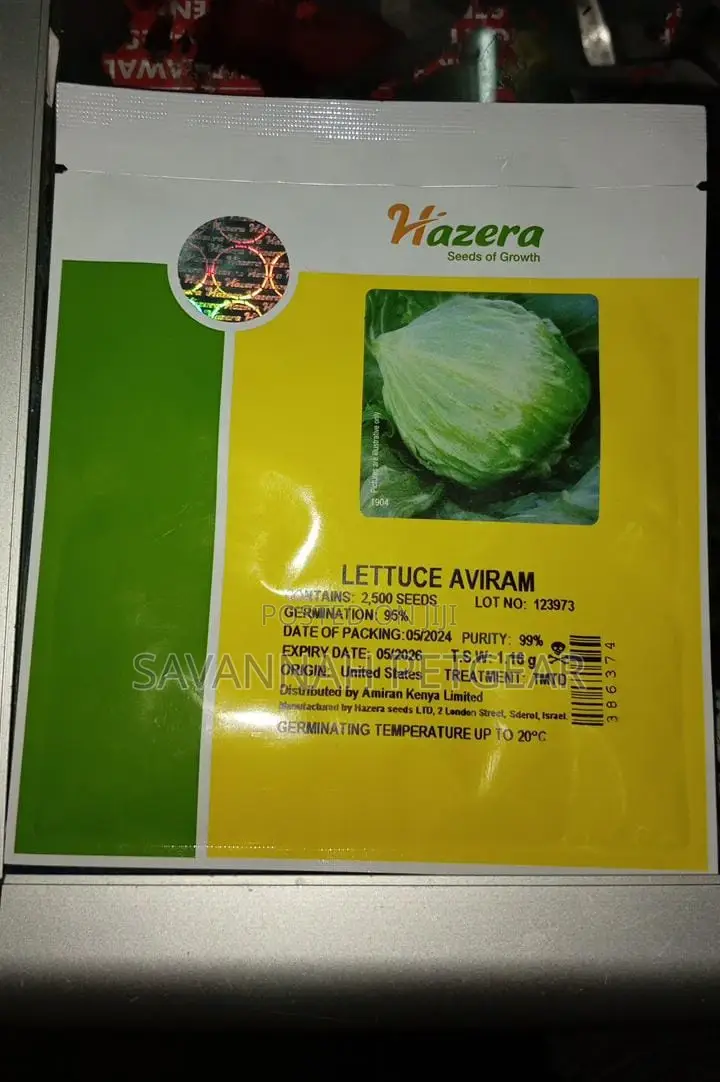Aviram Iceberg Lettuce Seeds - 2500 Seeds